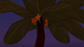 A paopu tree bearing fruit.
