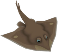 Manta Ray