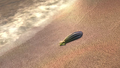 A Thalassa Shell on the beach before being washed away.